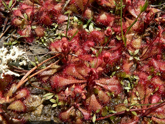 {Drosera brevifolia}